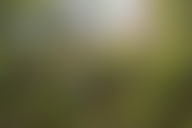 Wisconsin Nature Forest Plants in September