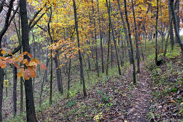 Wisconsin Forest Tree Foliage in October