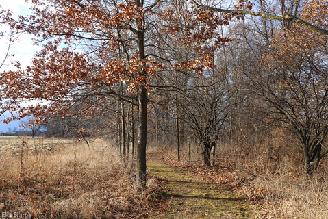 Wisconsin Nature Area Hiking Trail in January