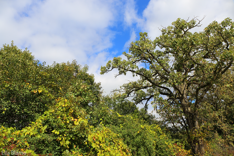 Wisconsin Tree Tops in September