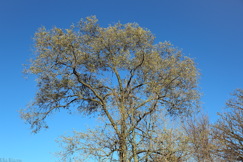 Wisconsin Tree and Blue Sky in November