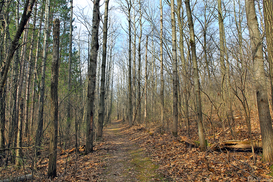 Wisconsin Forest Hiking Trail Landscape in April