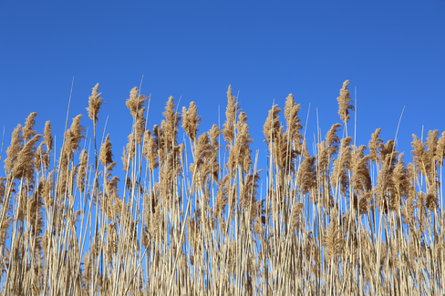 Tall Grass with Blue Sky in Wisconsin