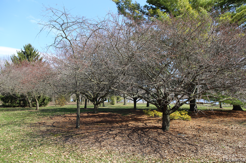 Aboretum Trees in April