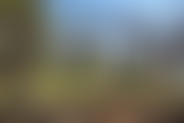 Aboretum Trees in April