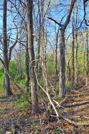 Wisconsin Park Trees in Spring