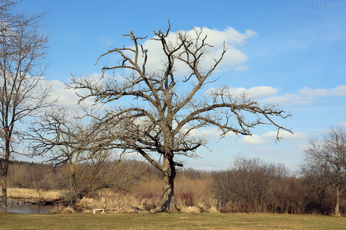 Wisconsin Landscape with Tree in March
