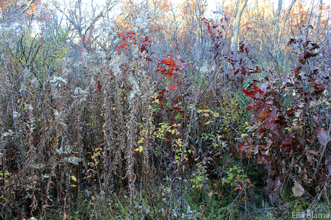 Wisconsin Nature Forest Plants in November