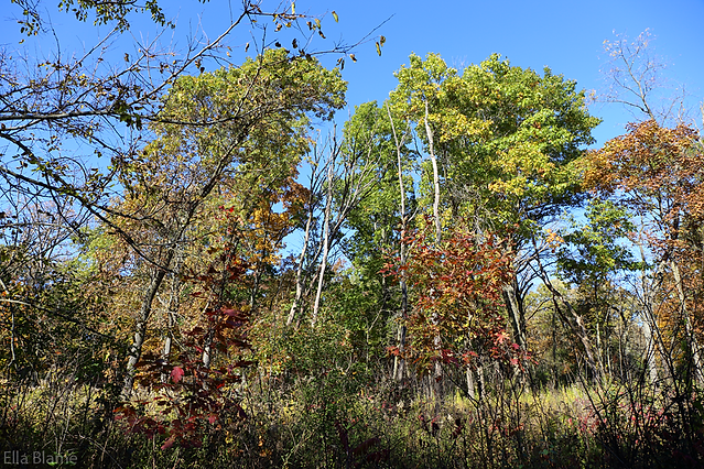 Colorful Wisconsin Forest Trees in October