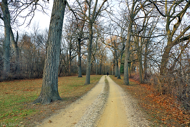 Wisconsin Nature Park Landscape with Hiking Trail and Trees