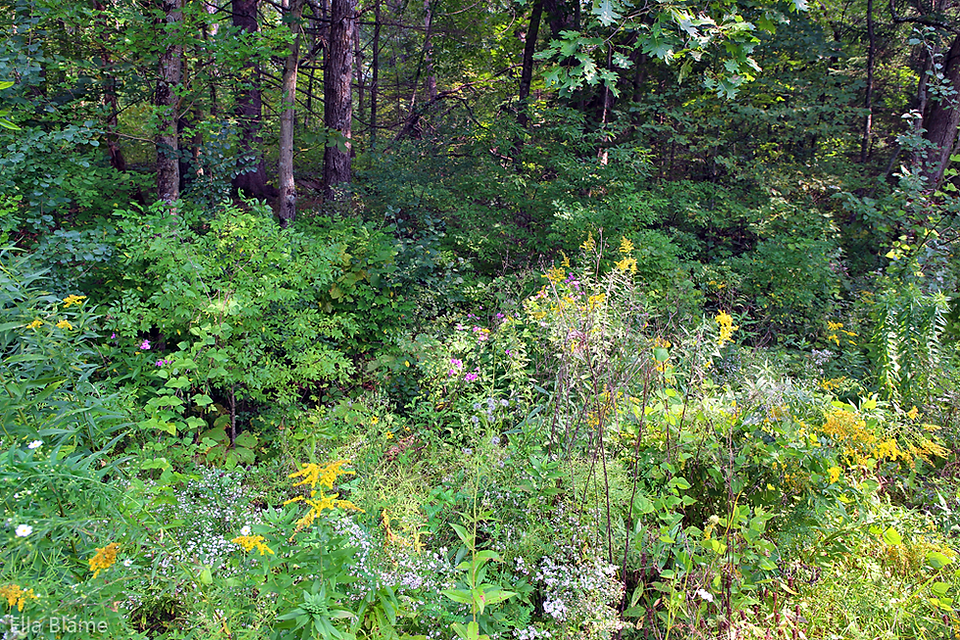 Wisconsin September Nature