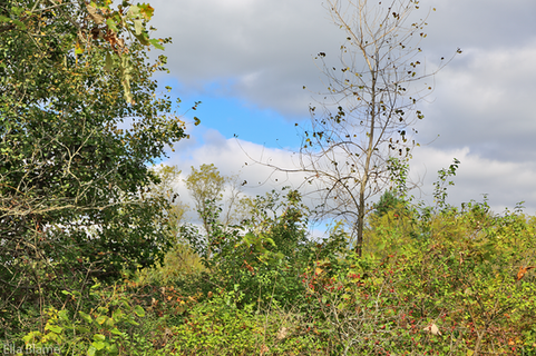 Wisconsin Nature Landscape with Clouds in September