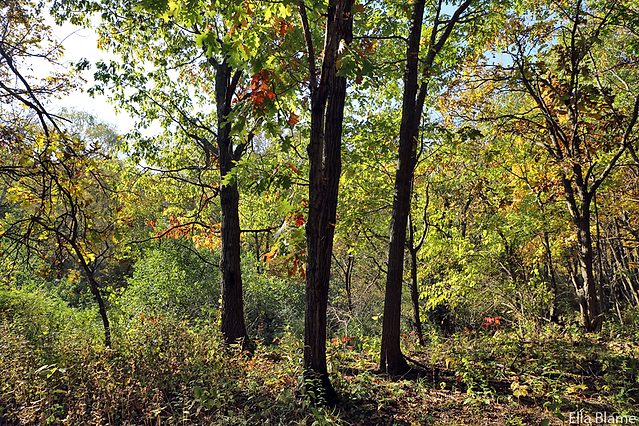 Wisconsin Forest Landscape in October