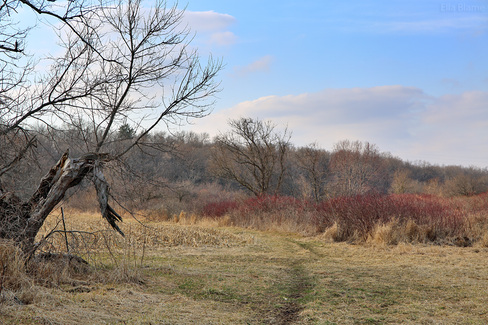 Wisconsin Landscape with Hiking Trail in March