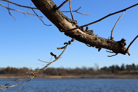 Wisconsin Nature Park Tree Branch and Lake