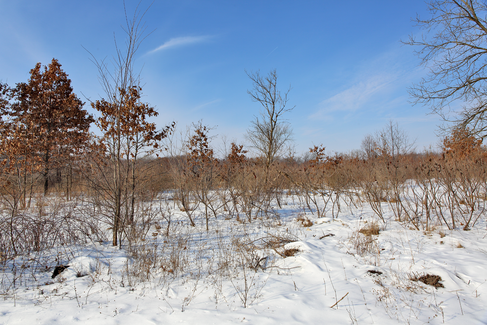 Wisconsin Nature in Winter
