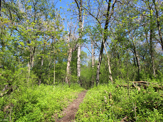 Mostly Green