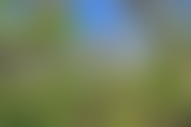 Wisconsin Forest Landscape in May