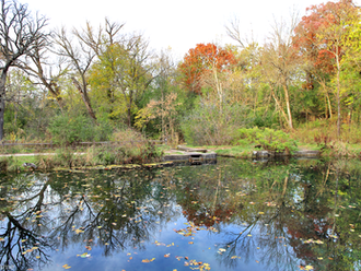 Pond and Trees