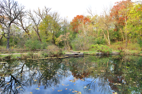 Wisconsin Trees and Pond Reflections in October