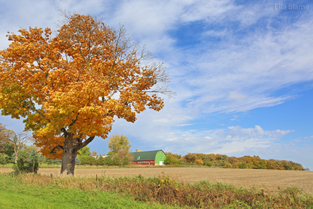 Maple Tree - Landscape Photography by Ella Blame