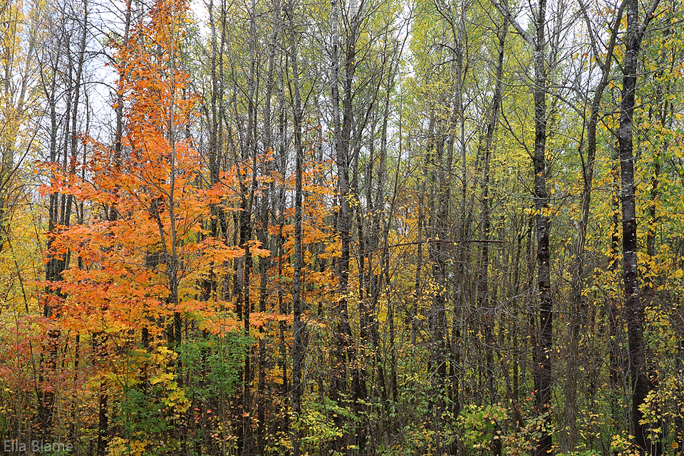 Autumn Trees Up North Wisconsin
