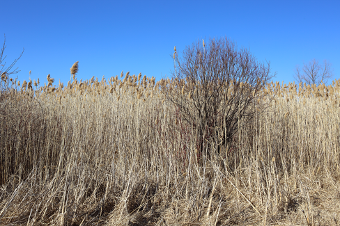 Wisconsin Landscape with Tall Grass in March