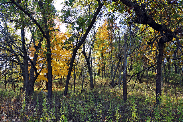 Wisconsin Forest Trees in October