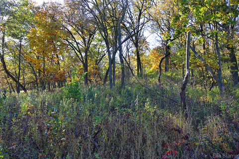 Wisconsin Forest Landscape in October