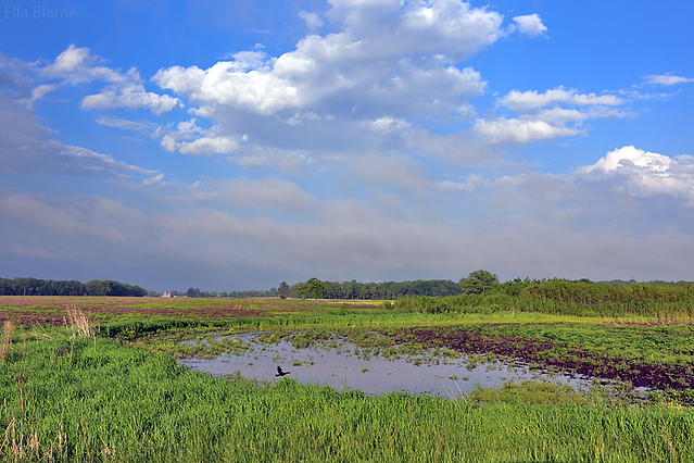 Wisconsin Countryside Farmland Landscape in May