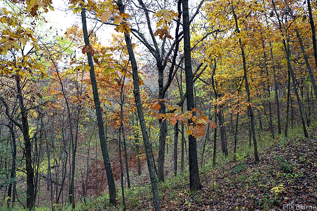 Wisconsin Forest Landscape in October