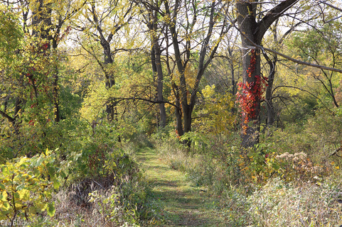Wisconsin Hiking Trail in October