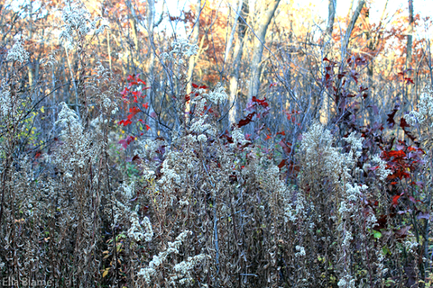 Wisconsin Nature Forest Plants in November