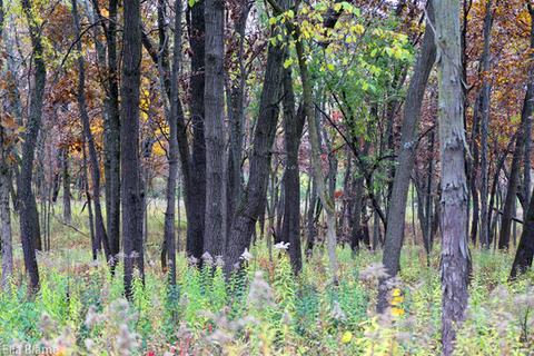 Wisconsin Forest Trees in October