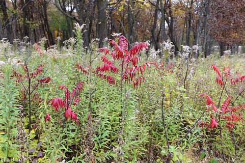 Wisconsin Forest Plants in October
