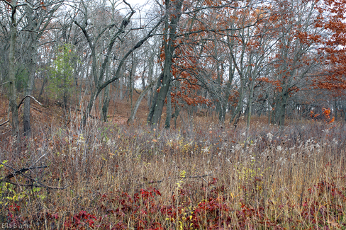 Wisconsin Forest Nature in November