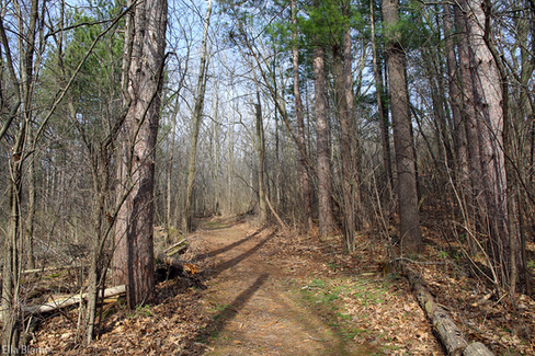 Wisconsin Forest Hiking Trail Landscape in April
