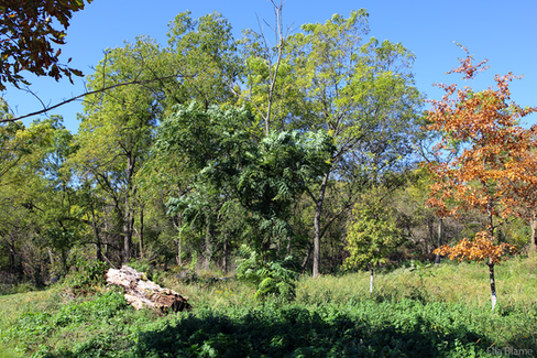 Autumn Trees in Wisconsin Park