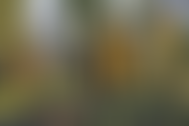 Wisconsin Forest Trees in October