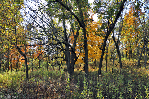 Wisconsin Forest Trees in October