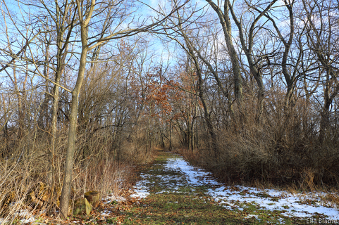 Wisconsin Nature Area Hiking Trail in January