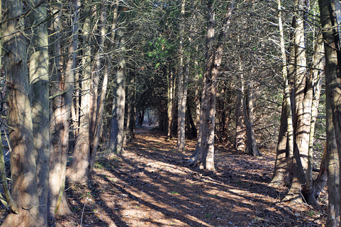 Wisconsin Nature Park Trees and Trail in November