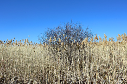 Wisconsin Landscape with Tall Grass in March