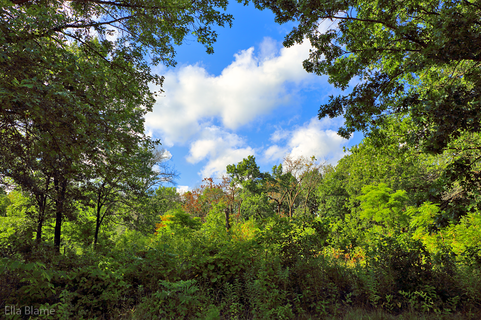 Wisconsin Forest Trees and Clouds
