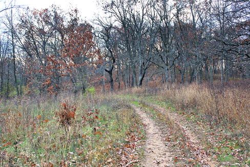 Wisconsin Forest Trail in November