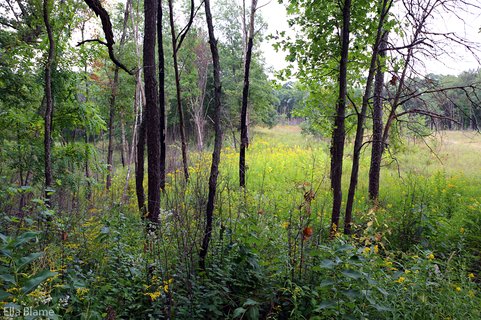 Wisconsin Nature Forest Landscape in September