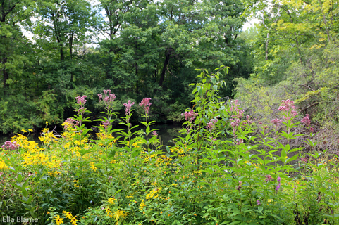 Wisconsin Nature Forest Plants