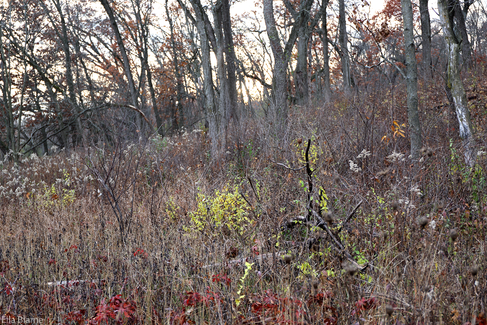 Wisconsin Forest Nature in November