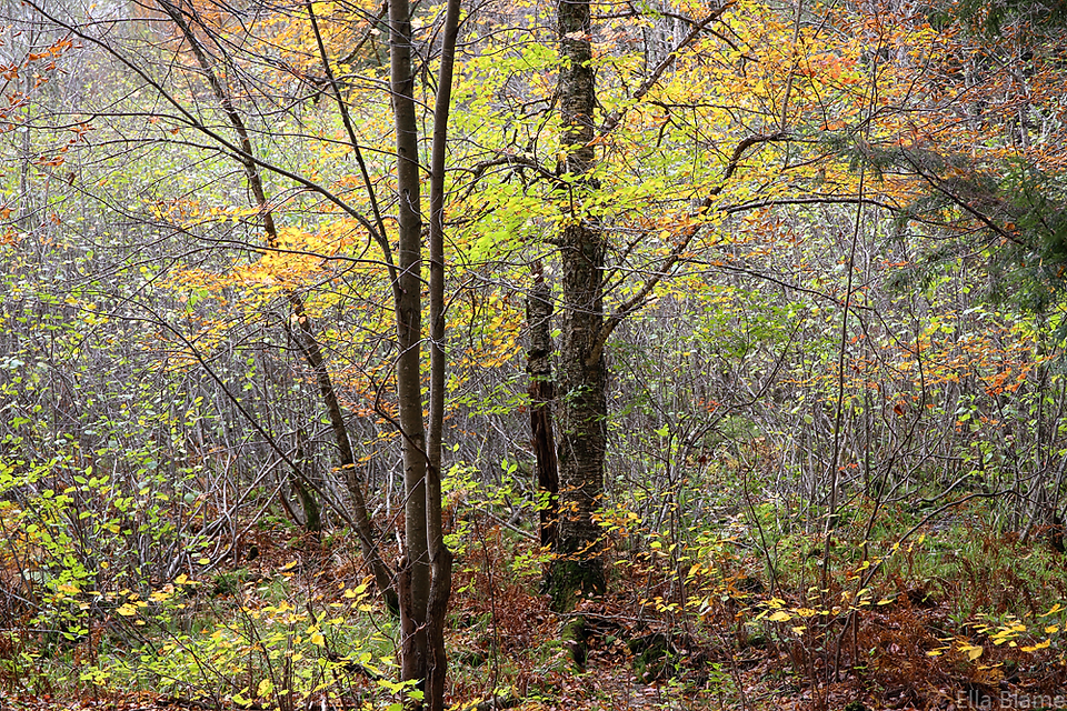 October Autumn Foliage in Wisconsin