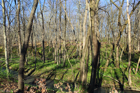 Wisconsin April Landscape with Trees and Creek